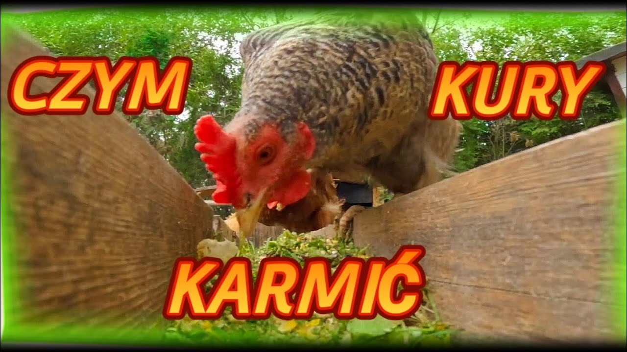 #chicken #Nioski 🐓🐤🦆 Czym karmić kury żeby znosiły dużo jajek, a kurczaki rosły jak na drożdżach 🐥