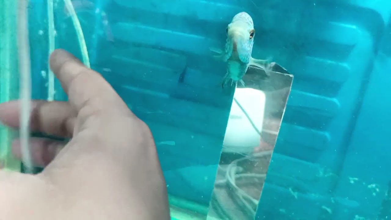 flowerhorn kf tundra feb 1