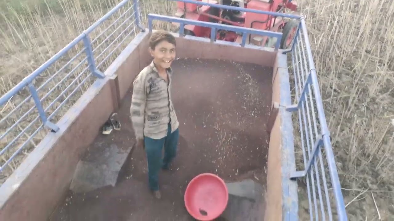 राजस्थान के कोटा जिले में सरसों के सबसे ज्यादा निकलाई हो रही 💯💯
