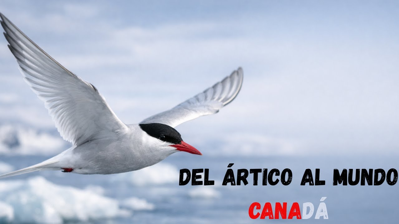 Aves de Canadá Que Desafían el Hielo y la Migración Imposible