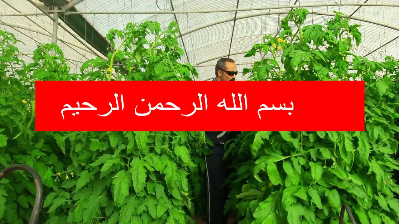 البياض الزغبى على الخيار