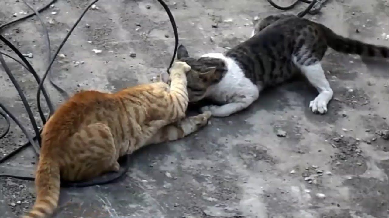 Walki kot&oacute;w ☻ fights Cat😜 кошачьи бои #1
