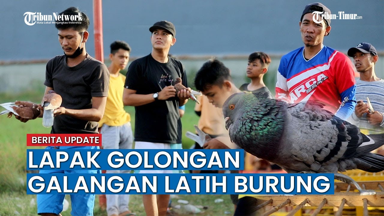 Komunitas Lapak Golongan Galangan Latih Burung Merpati Kolong