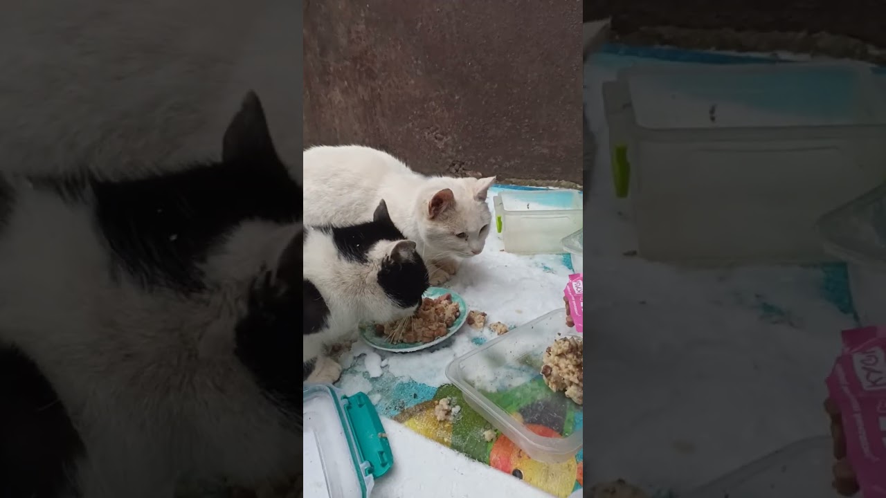 Два Голодных Подроста Вышли Из Подвала / Two Hungry Teen Kittens Came Out of the Basement  🔥