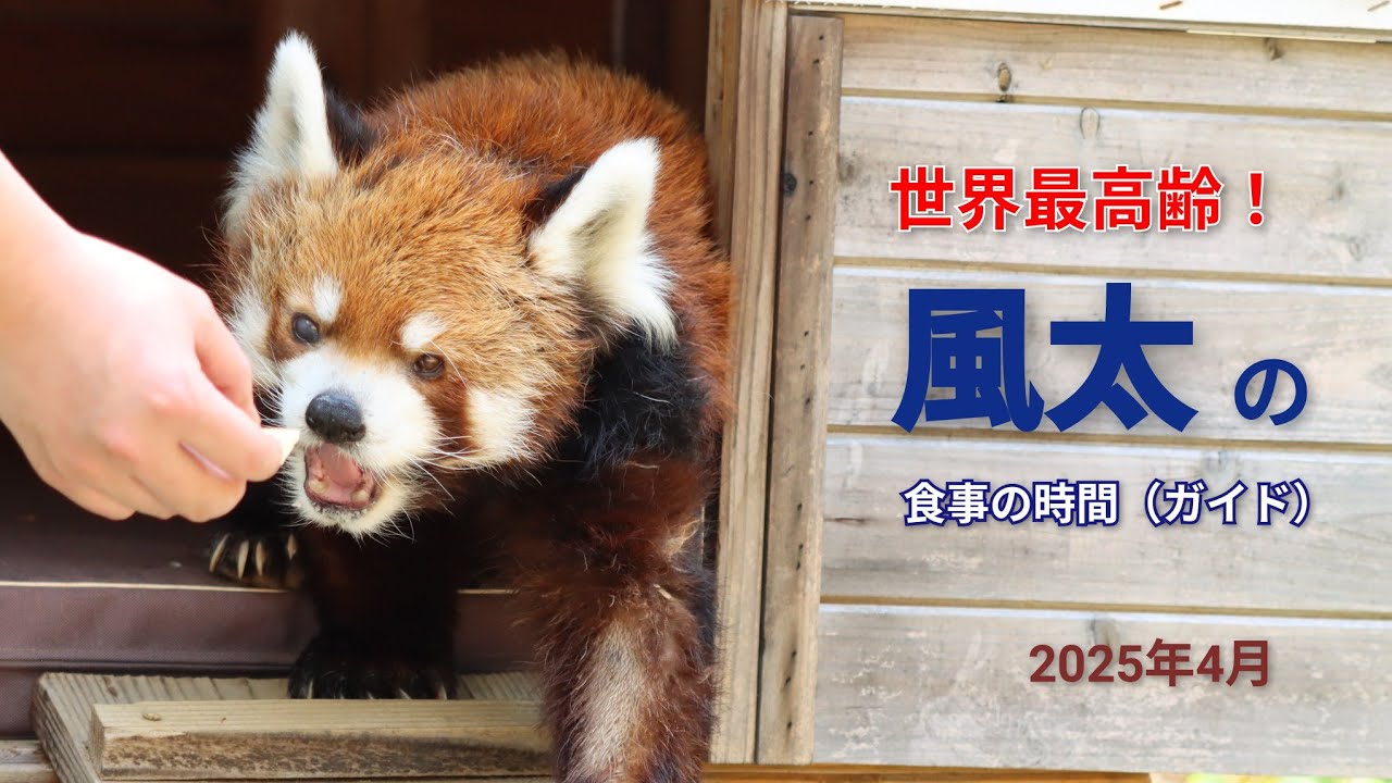 世界最高齢！レッサーパンダ風太くん
