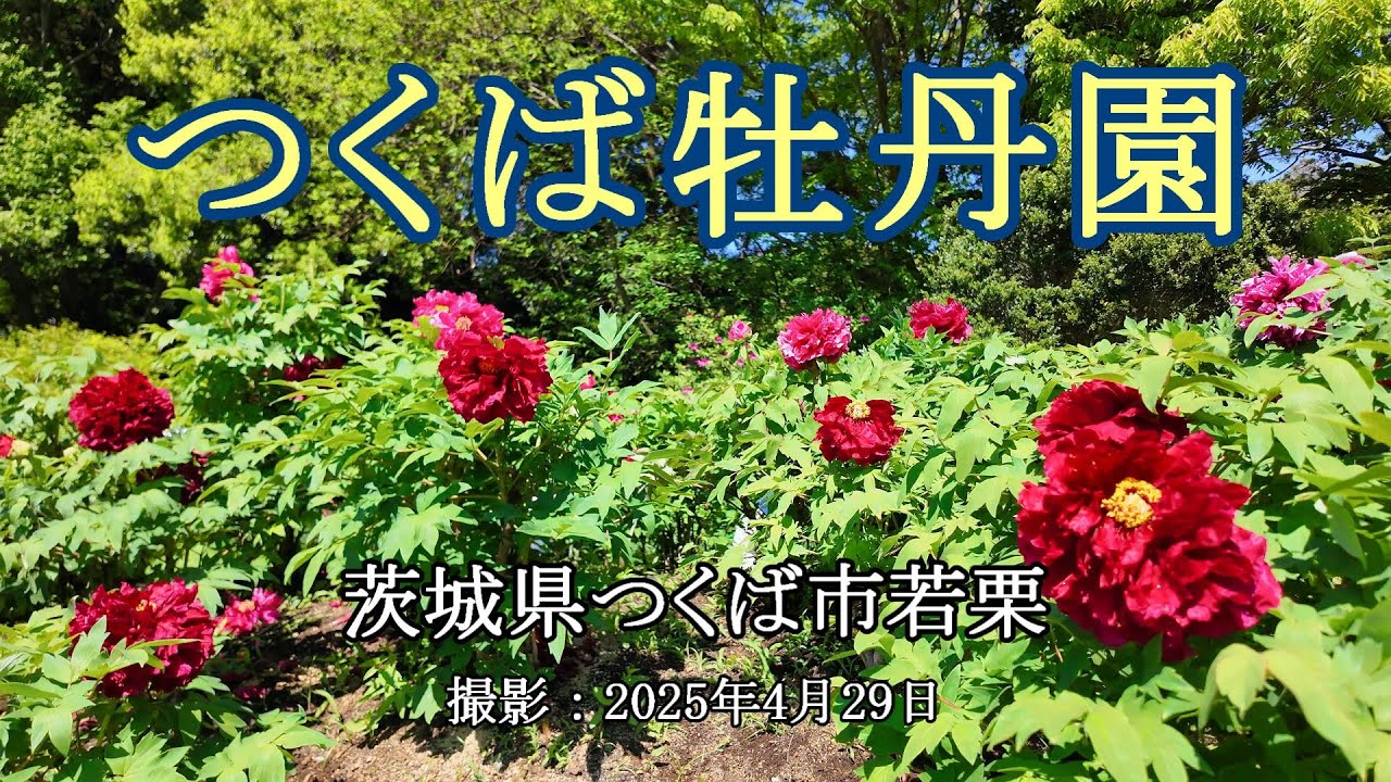 つくば牡丹園 [4K] Tsukuba Peony Garden