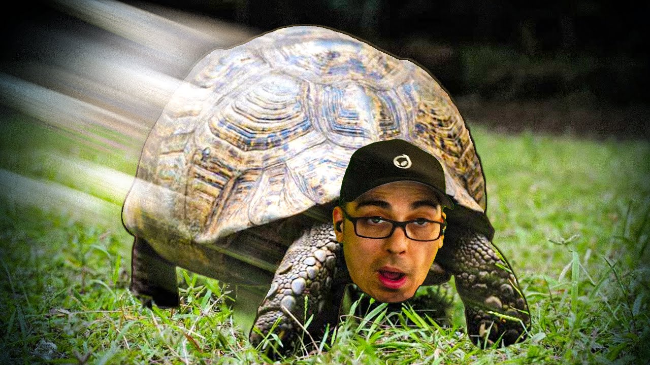 TURTLEEEE!!!! TURTLEEEE!!!