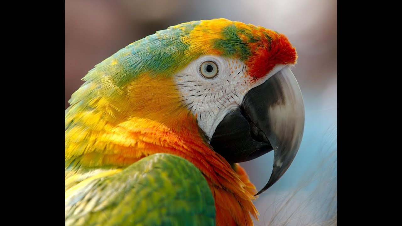 Bird Lifespan: How Long Do Birds Live?