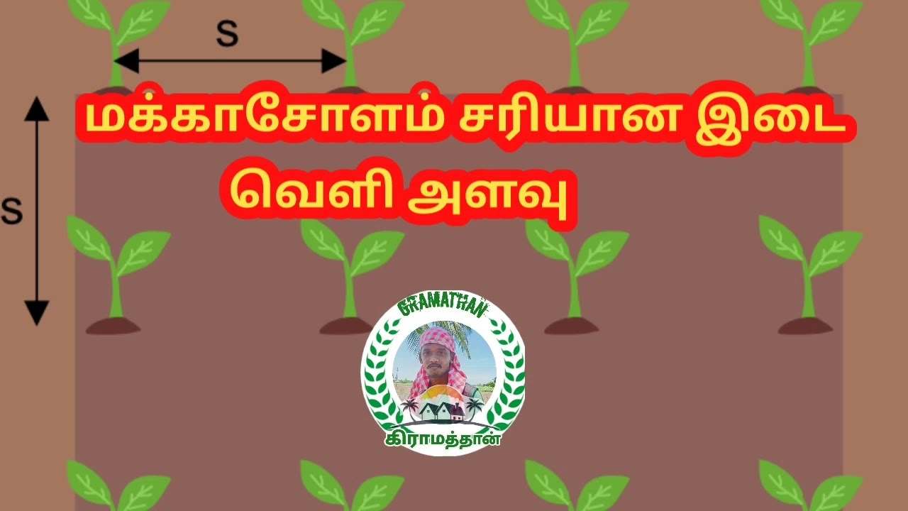 மக்காசோளம் சரியான இடை வெளி அளவு | Maize Gap | Maize Cultivation | Corn Cultivation |  Gramathan
