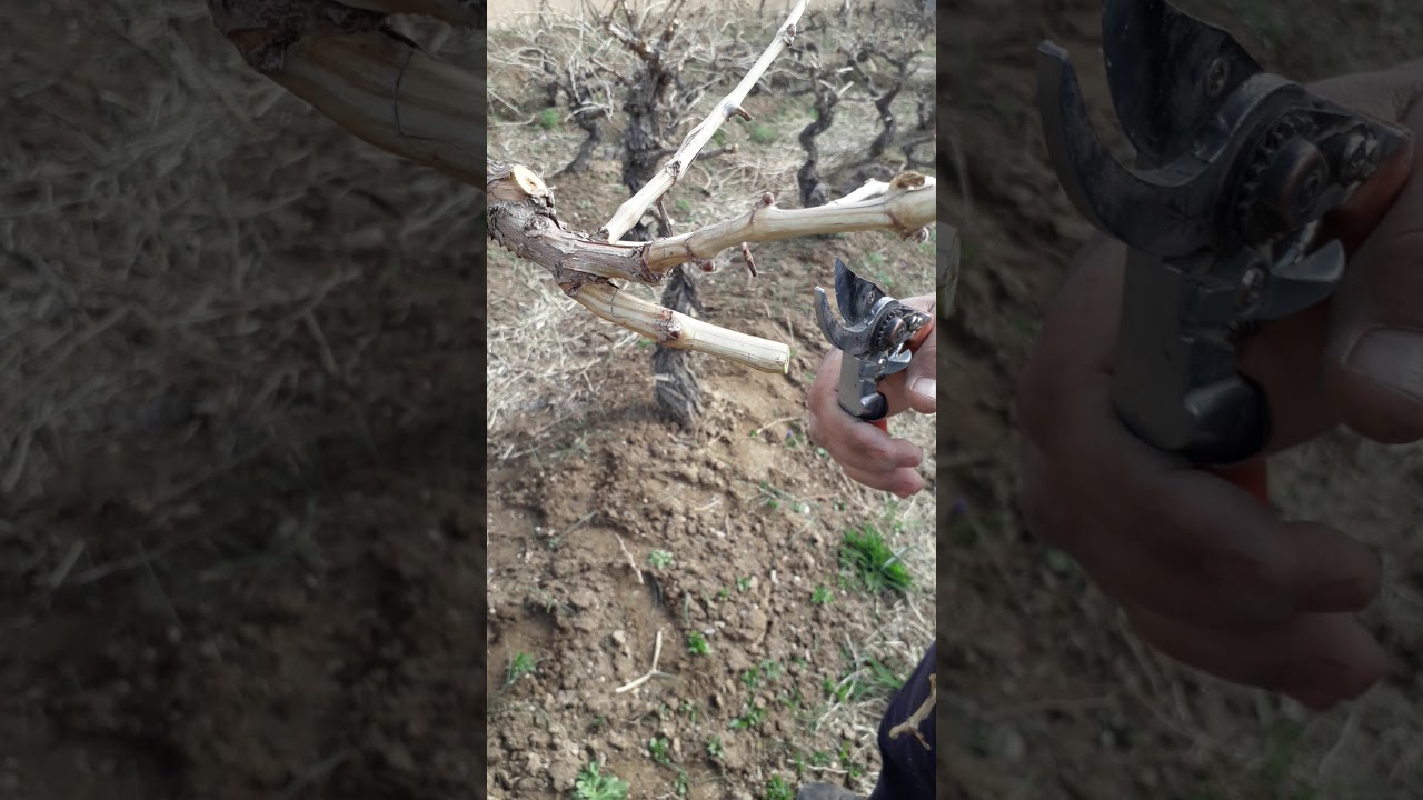 #هرس #هرس_انگور #هرسانگور Grape pruning