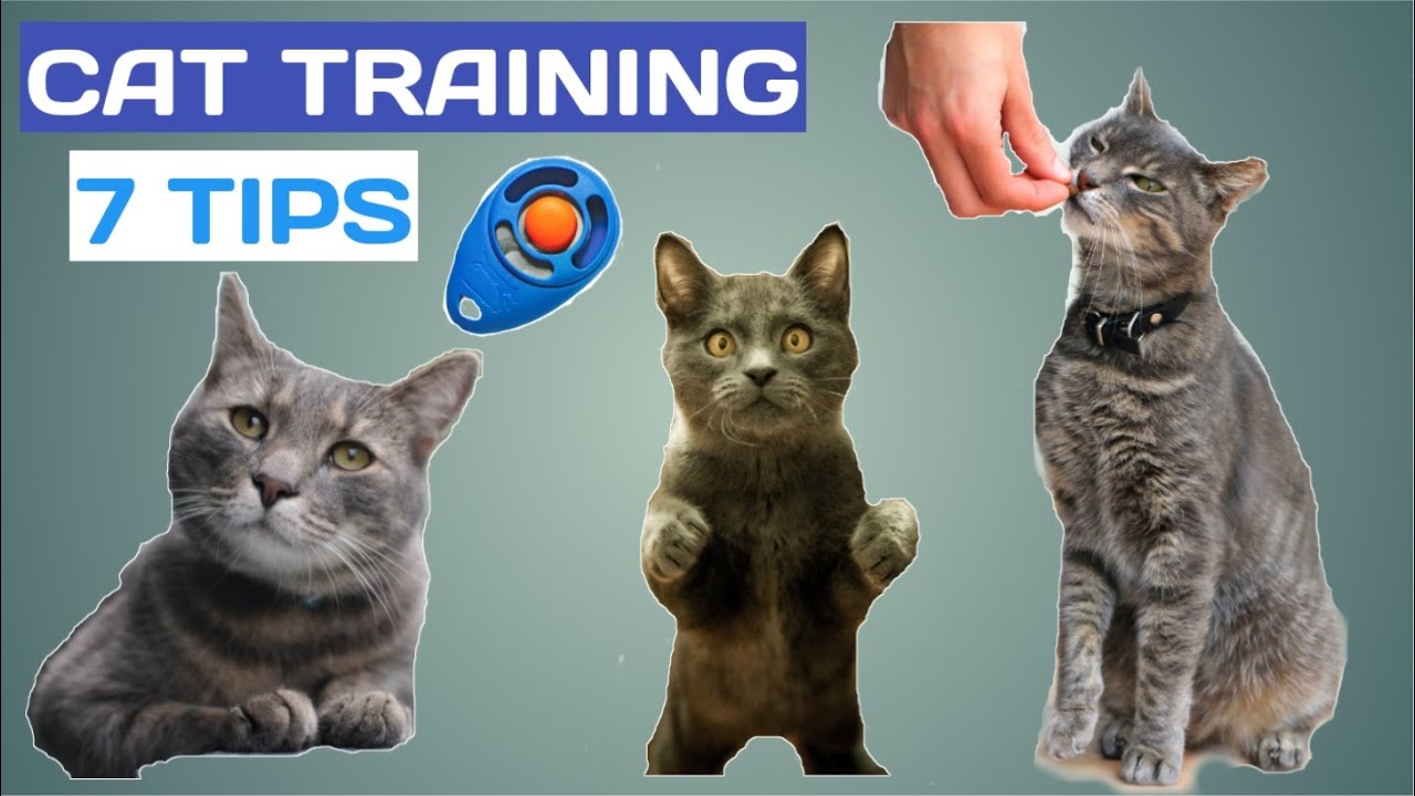 How to TRAIN a CAT - Top 7 Tips and Recommendations