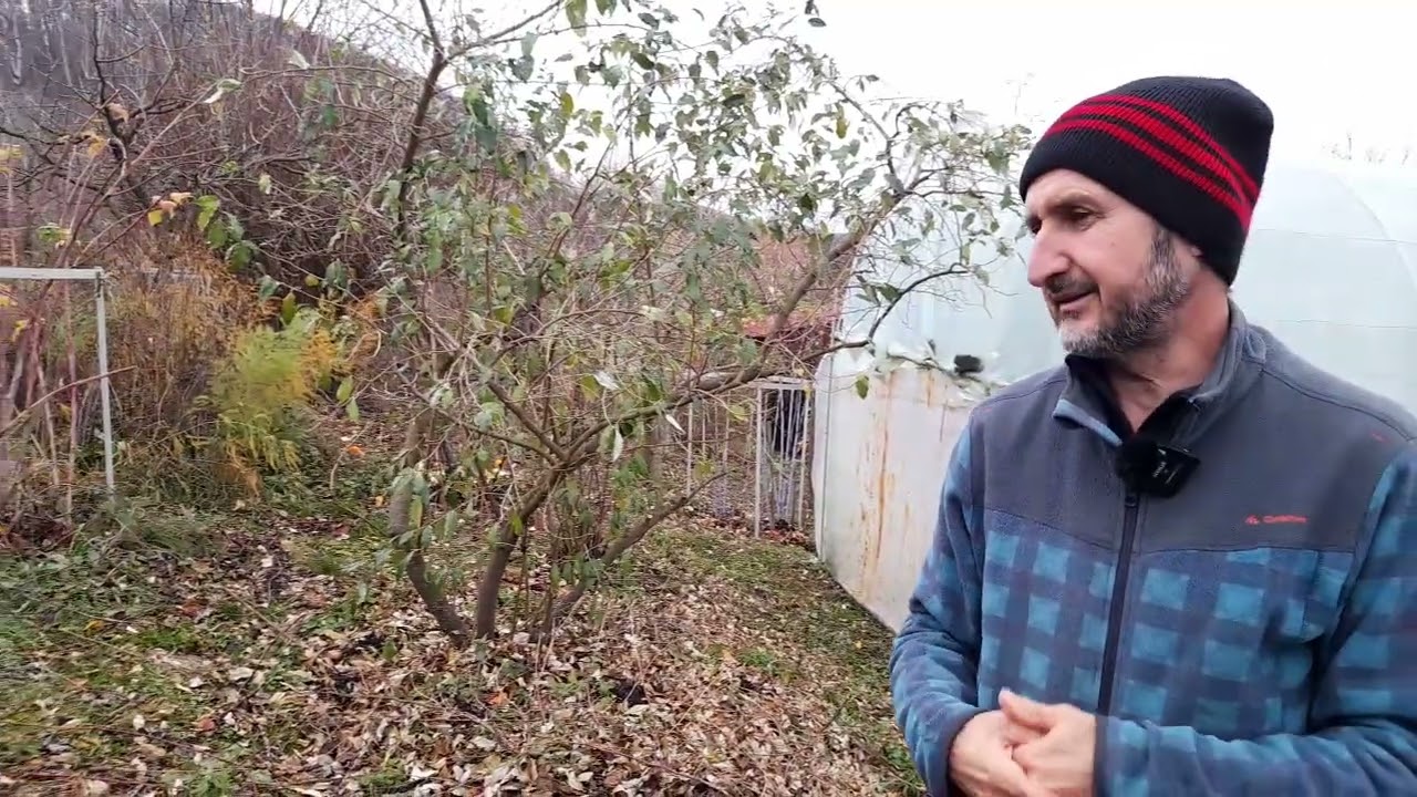 Cateva soiuri de meri rezistente plantate in 2025