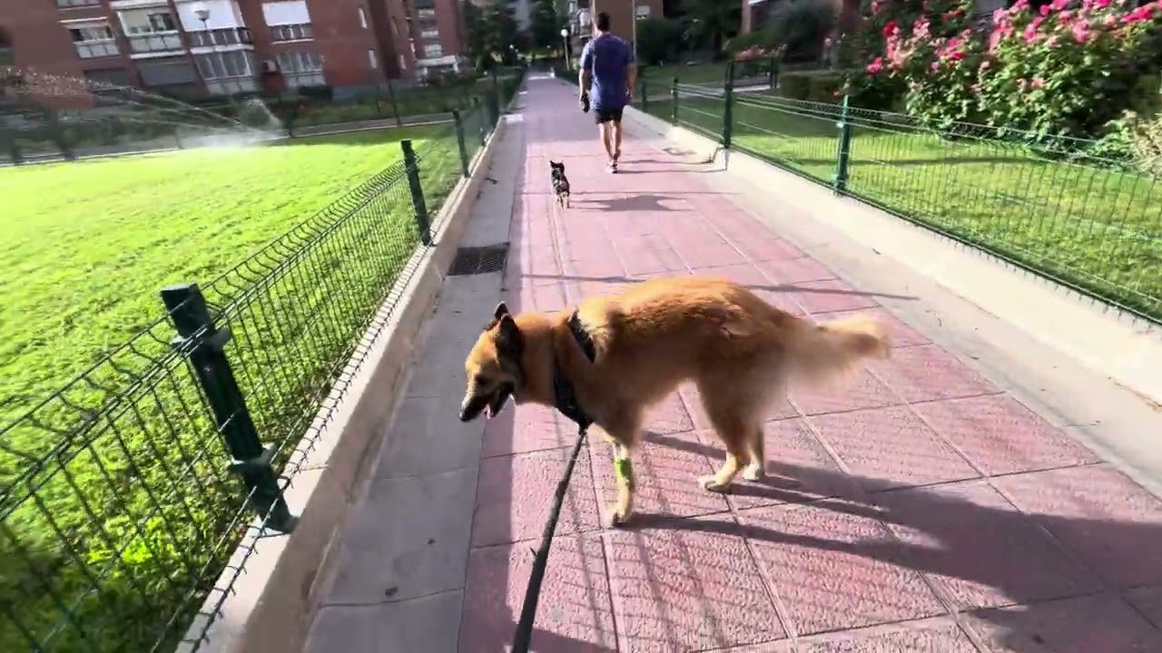 Duque 40 meses 【Espana 】337
