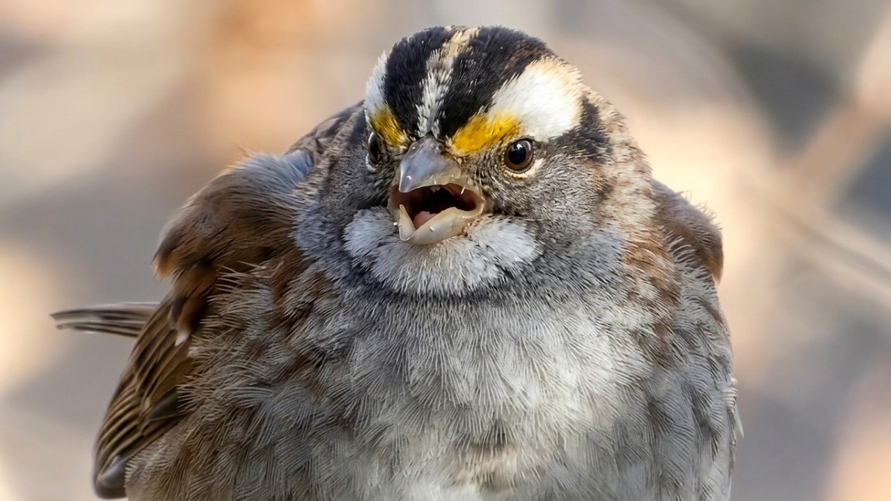 White-throated sparrow call / song / sounds