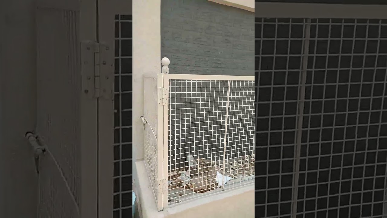 Garden mesh grills