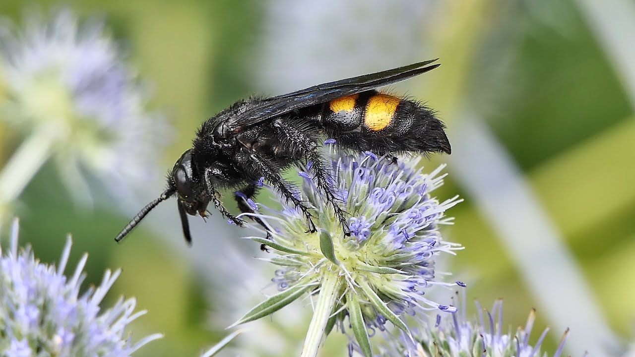 Scolia hirta and other Insects on Eryngium / Lumix FZ2000 / FZ2500 / FH1 / Optical and i.Zoom / 4K