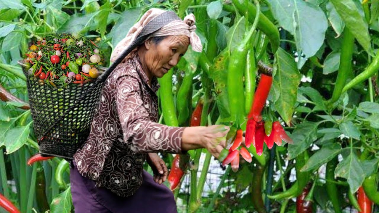 Villagers harvesting lots of organic vegetables and fruits at countryside, Nagaland village life