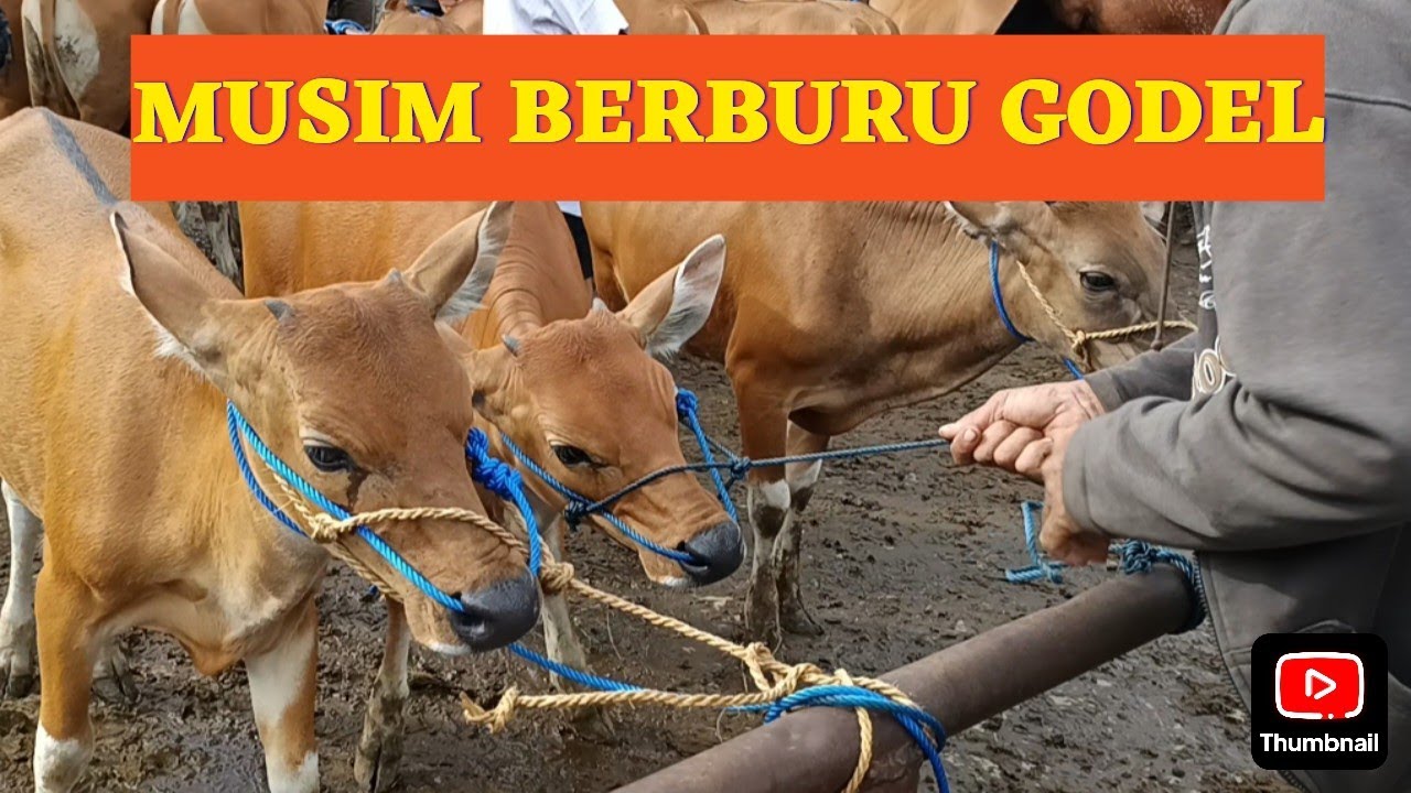 MUSIM BERBURU GODEL, RIBUAN BIBIT SAPI BALI PENUHI PASAR BERINGKIT