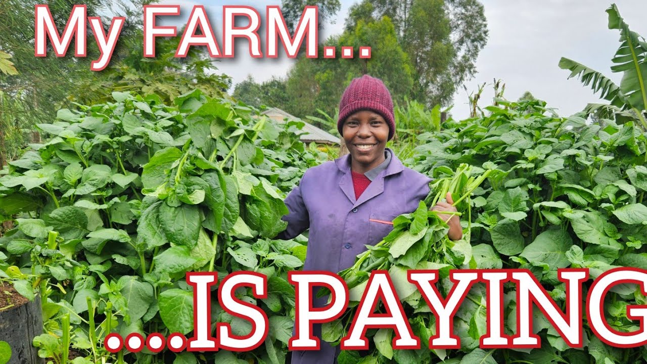 53. THIS IS HOW MUCH MY MULTISTOREY GARDEN PAYS ME | VEGETABLE FARMING #howtogrowwintervegetables