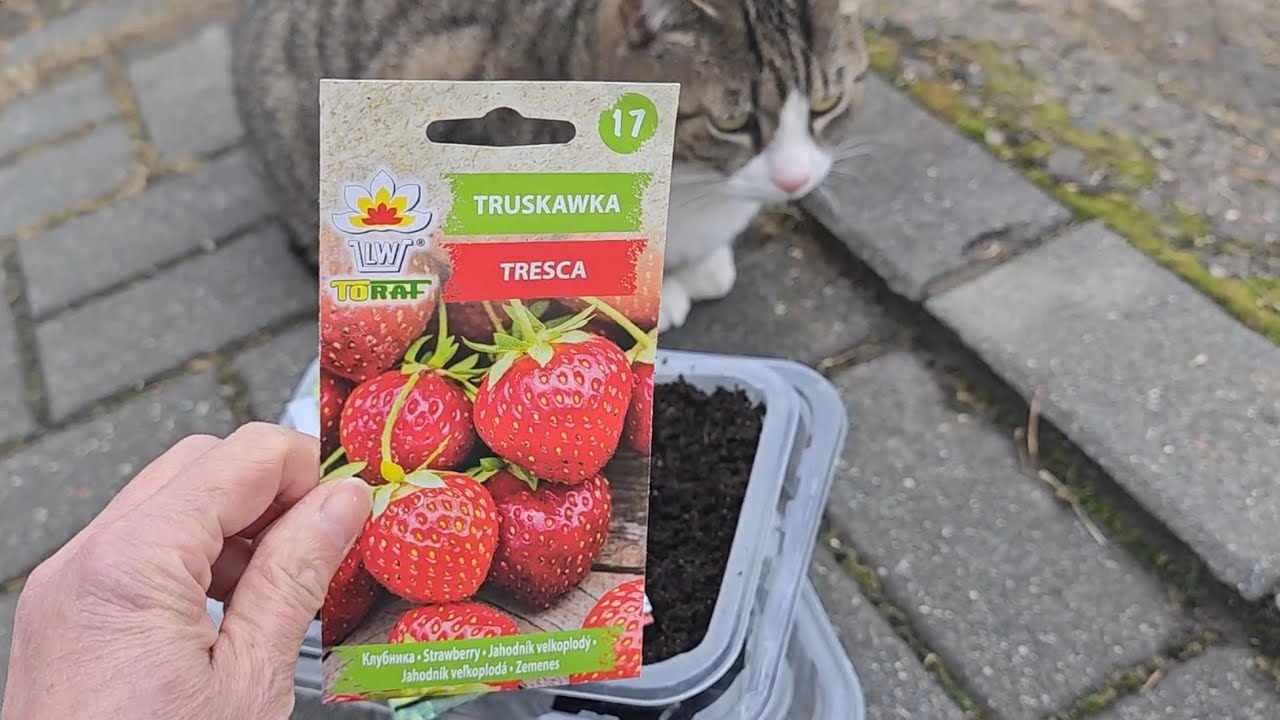 🍓 Czas na wysiew truskawek -  pora jest odpowiednia 25.II.2026r
