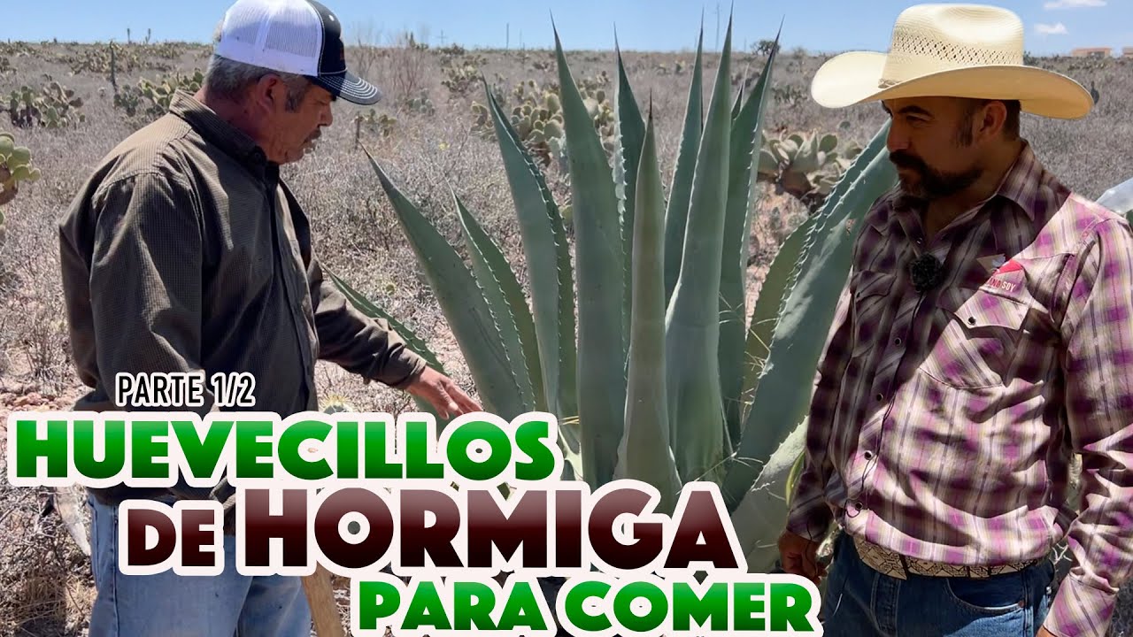 EL CAVIAR ZACATECANO un manjar que CUESTA 500 PESOS UN SOLO TACO parte 1/2