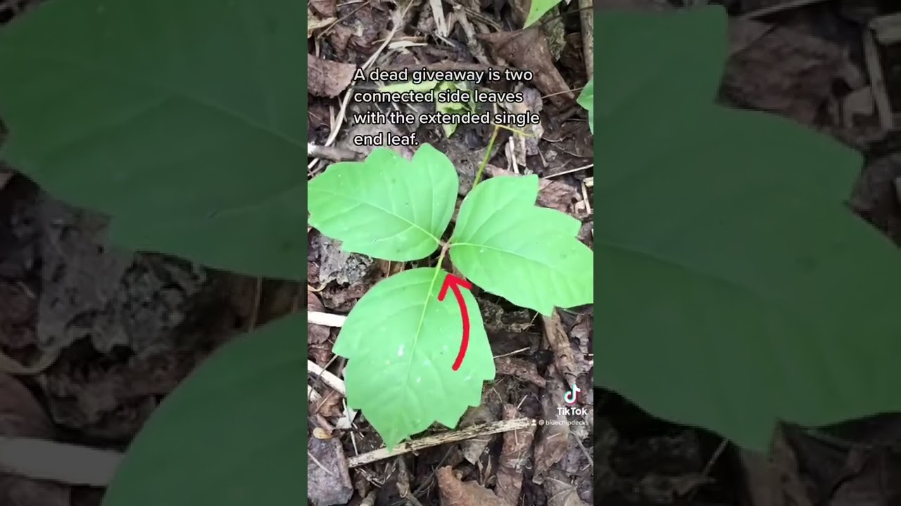 How To Identify Poison Ivy Fast.