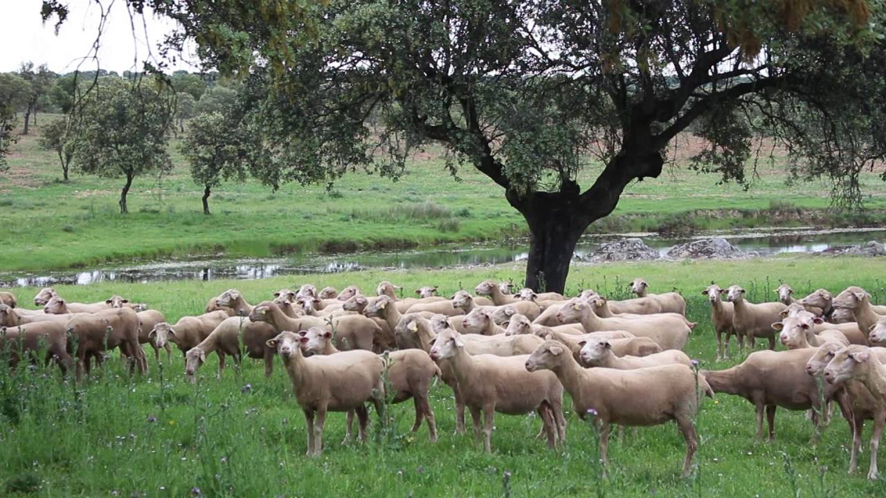 Oveja merina en la dehesa de extremadura