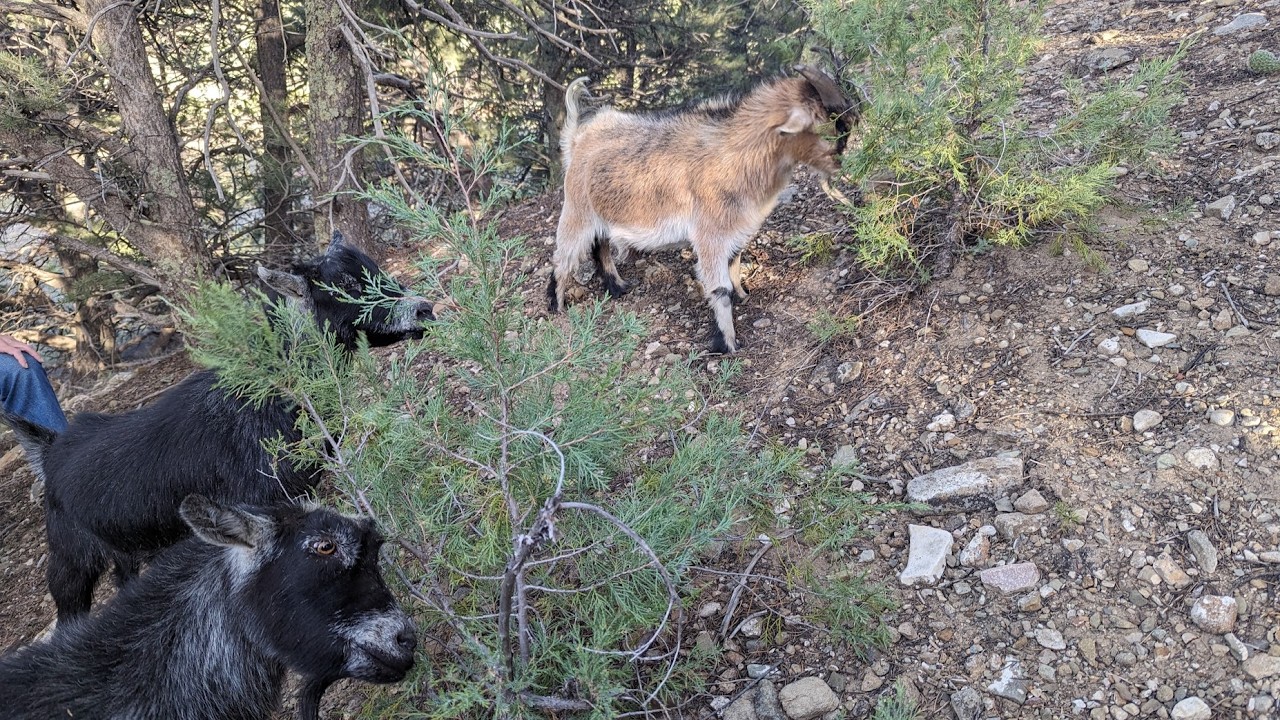 ⚡ Lightning Goats ⚡ Live Goat Feeder