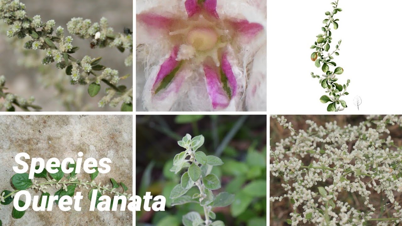 Ouret lanata | Plants of earth
