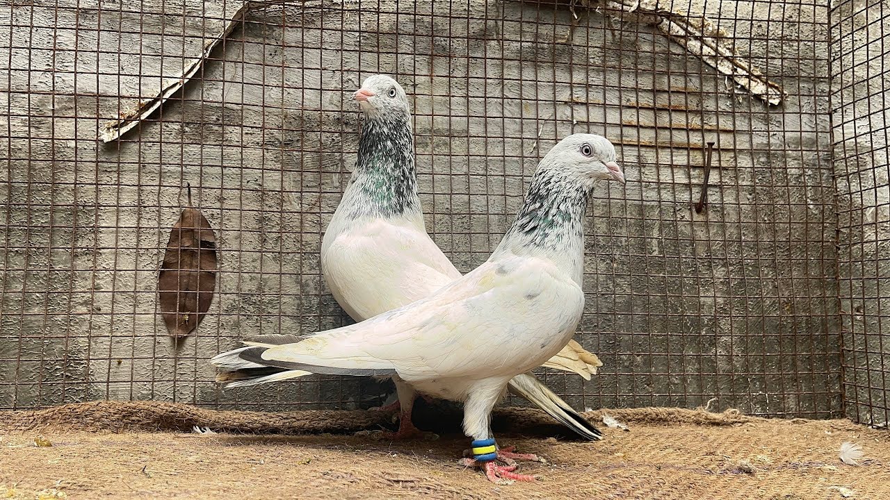 Deobandi ka kazana superb 😍|Akash pigeon loft | kalyan