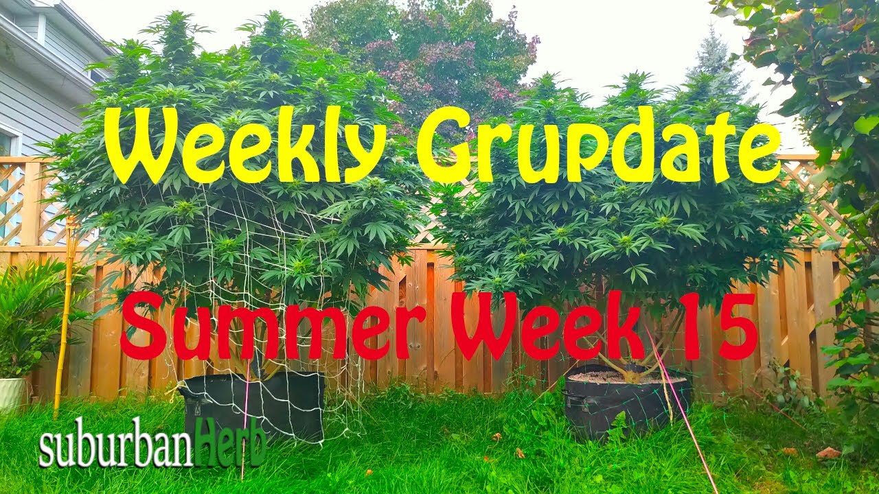 Outdoor Cannabis Grow in Ontario Canada. Week 15. Gorilla Glue #4s in the Mars Hydro Cup.