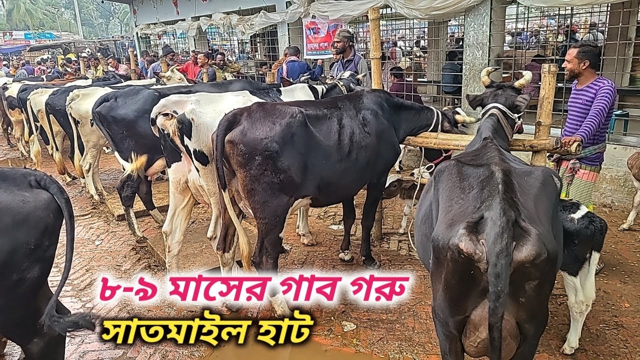 @ ১১ ফেব্রুয়ারি ২০২৫ | চট্টগ্রামের ব্যাপারে গরু কিনলো সাতমাইল হাট থেকে | গাব গাভী গরুর দাম | যশোর