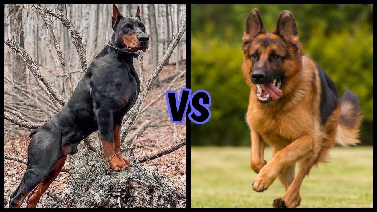Doberman vs Pastor Aleman ¿cual es mas superior?
