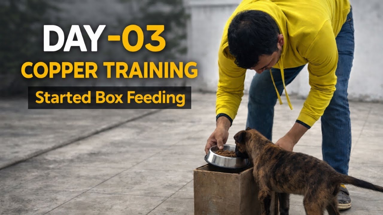 Preparing a protection dog from scratch 