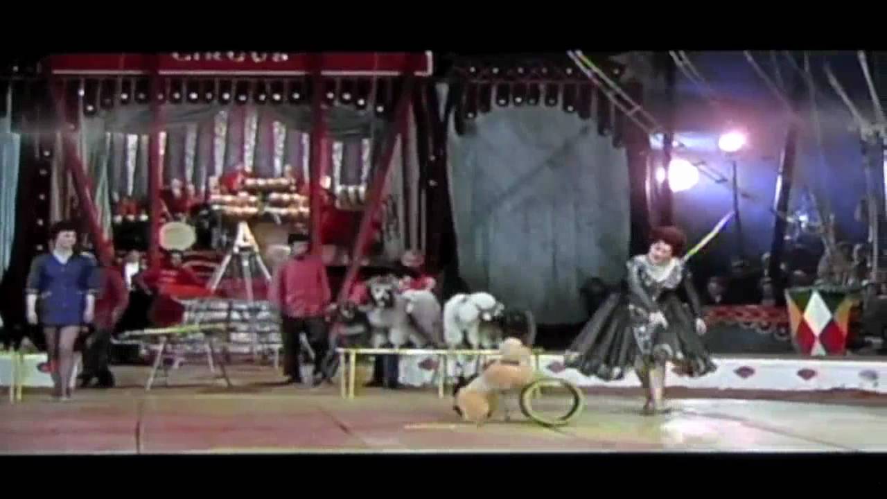 Circus Poodles (HD)