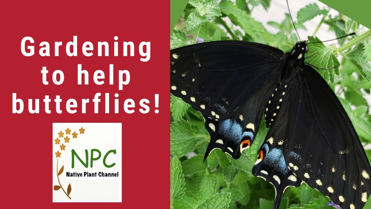 Butterflies & how to help them - going beyond pollinator plants!