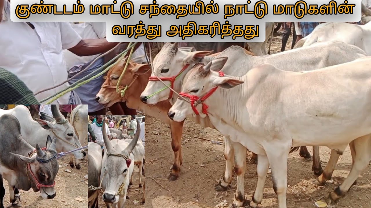 குண்டடம் மாட்டு சந்தையில் நாட்டு மாடுகளின் வரத்து அதிகரித்தது,சிந்து மாடு ஹச் எஃப்,ஜெர்சி #cows 