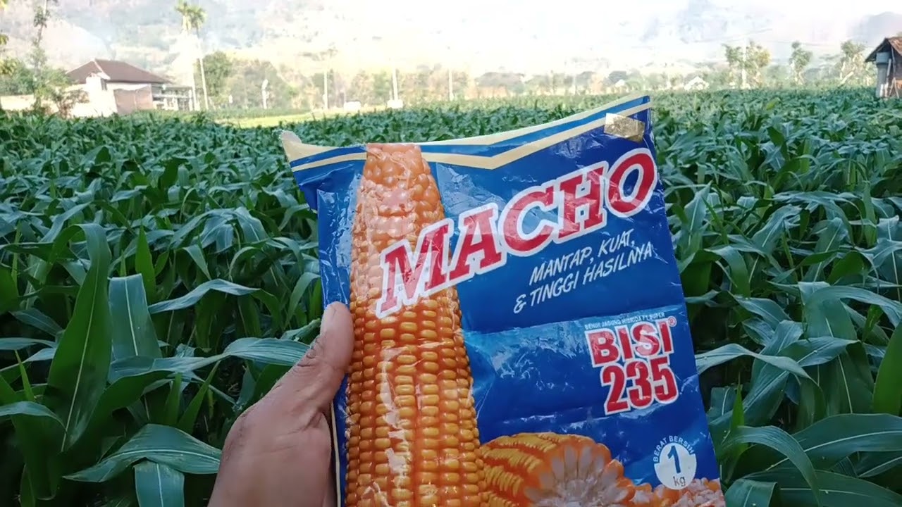 Jagung bisi 235 macho hasil mantab dan tinggi hasilnya
