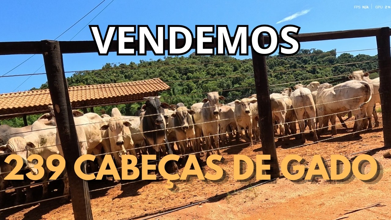 Acompanhe a venda de 239 cabeças de boi magro ! A carreta não chegou na fazenda ?