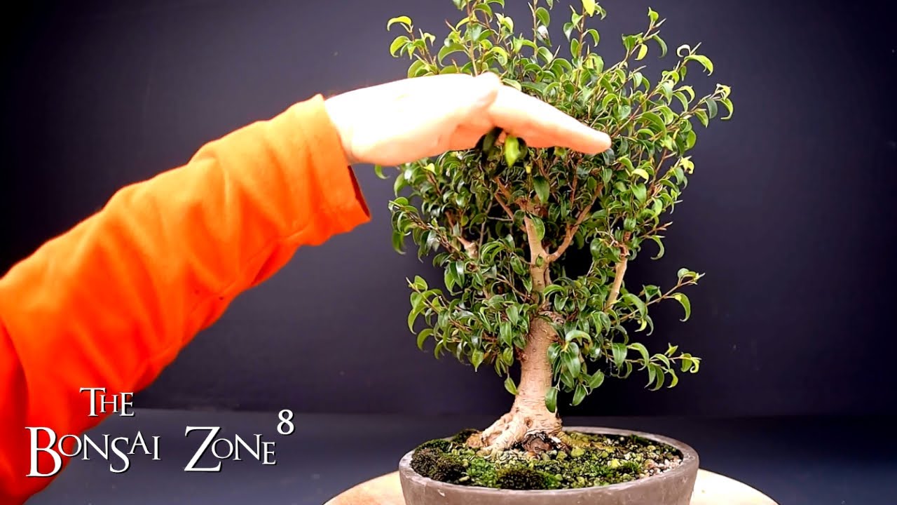 Pruning My 