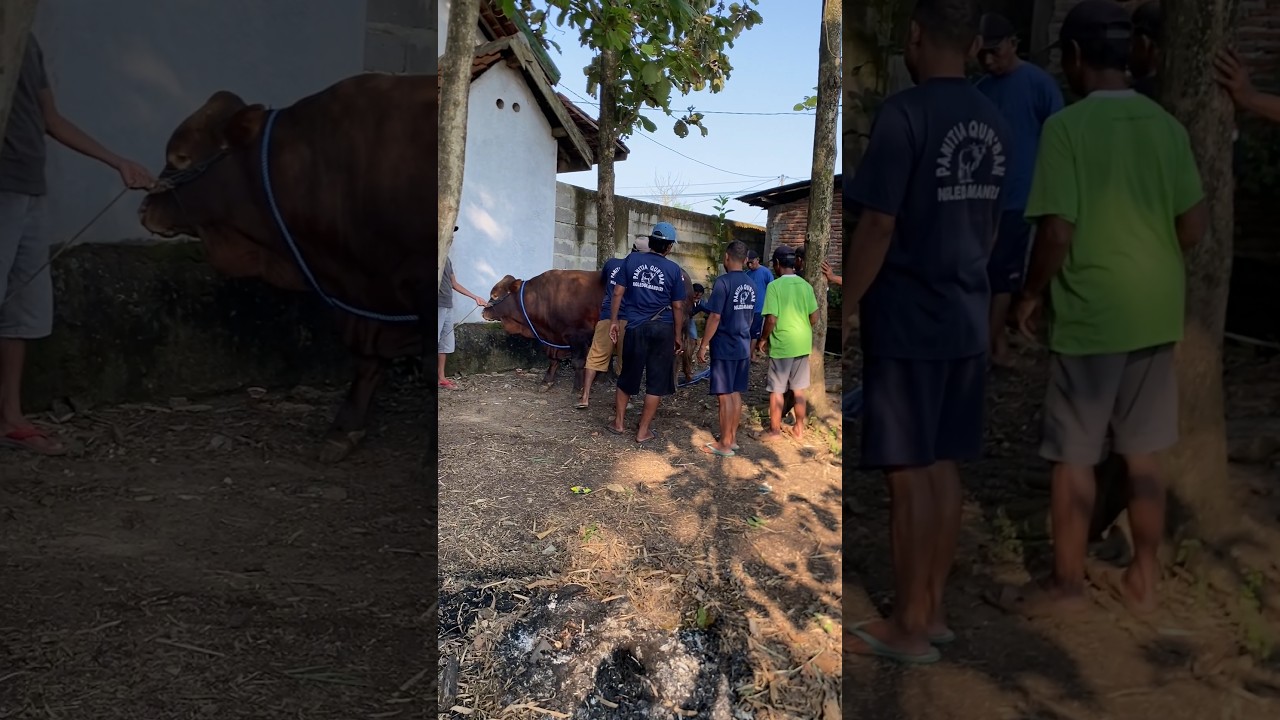 Persiapan Penyembelihan Hewan Qurban Idul Adha 1446 H/2025 M | Ngledok Mandiri | Part 3