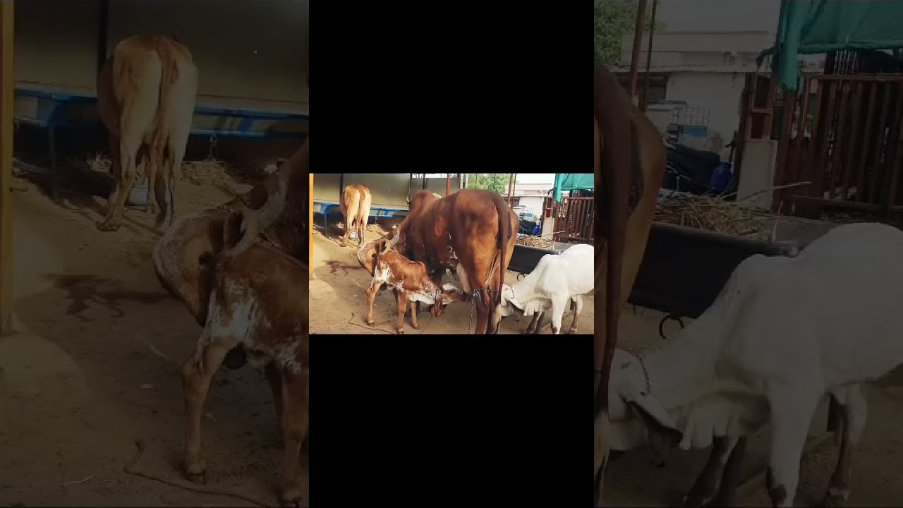 Original GIR COW