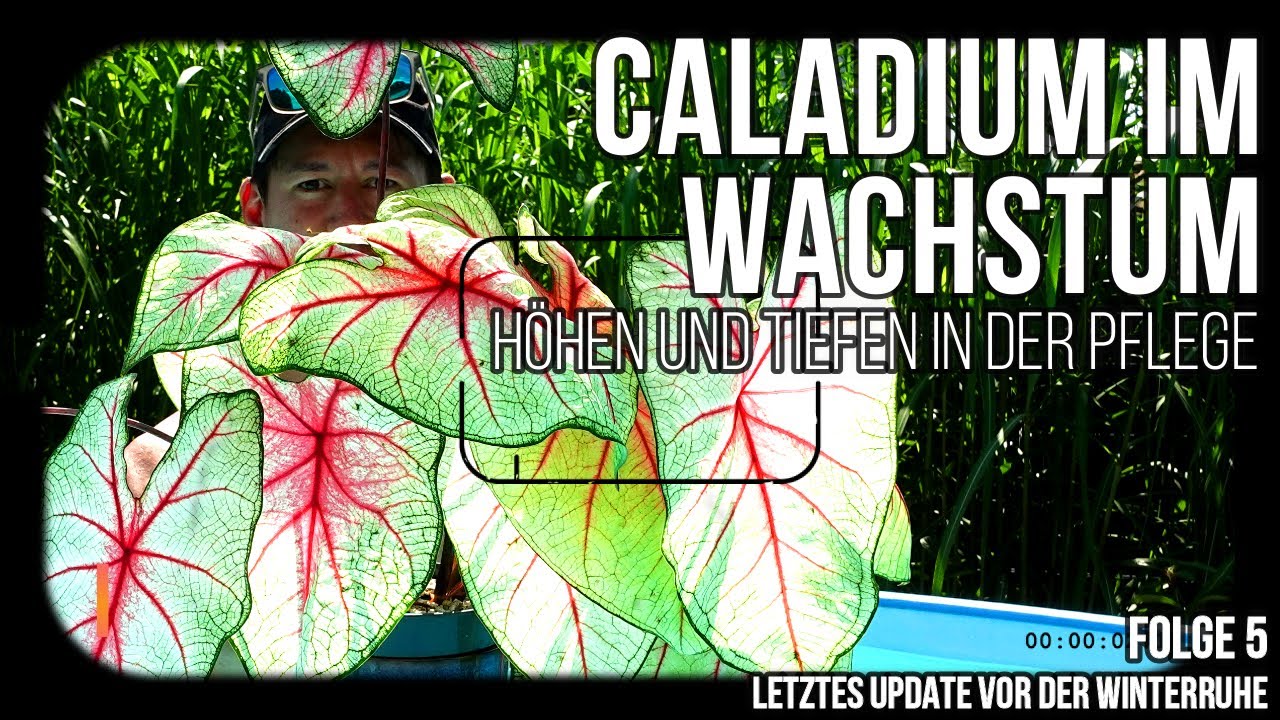 Caladium in der Wachstumsphase vor der Winterruhe - nicht alles funktioniert in der Pflege