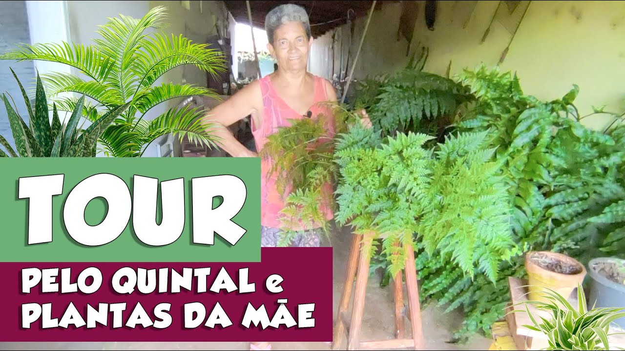 AS PLANTAS QUE A MÃE TEM NO QUINTAL DELA - Fubá online