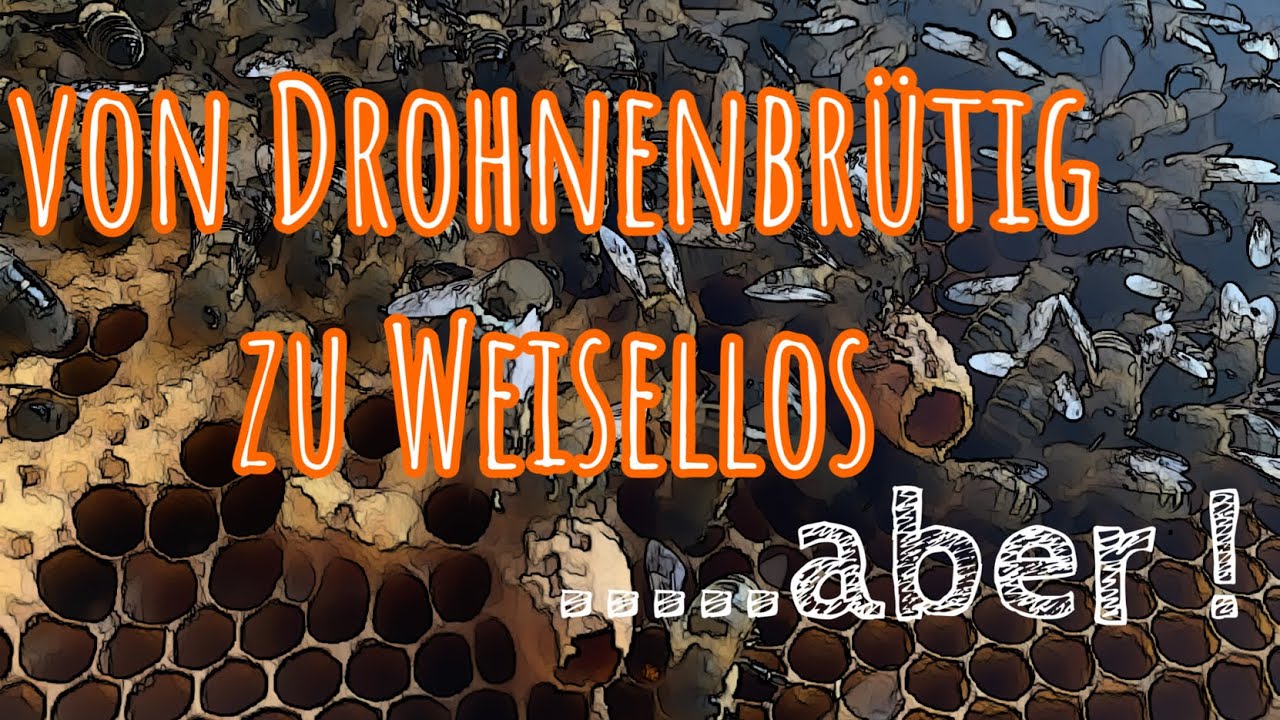 Von Drohnenbr&uuml;tig zu Weisellos.... aber!