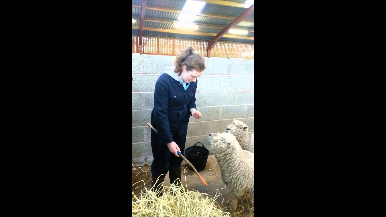 Sophie Babydoll sheep training