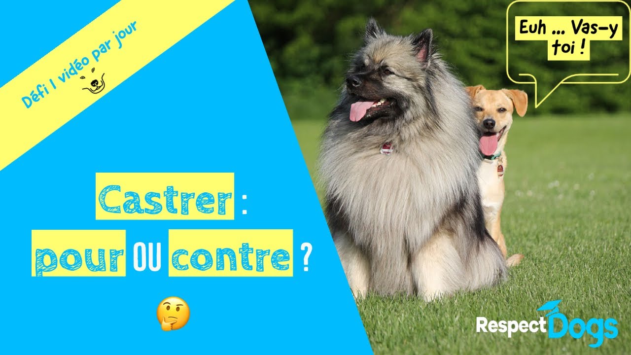 CASTRATION du chien : faut-il castrer son CHIEN ?