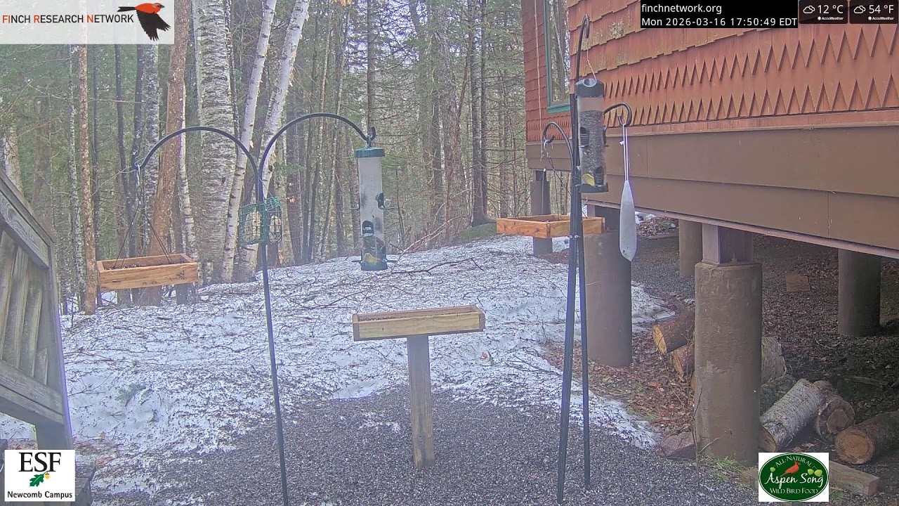 2026-03-16 - Adirondack Interpretive Center - Newcomb, NY - Live Stream Bird Feeder Cam
