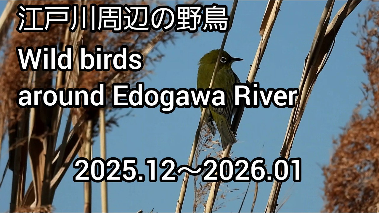 江戸川周辺の野鳥 / 公園の野鳥 / 2025年12月～2026年1月