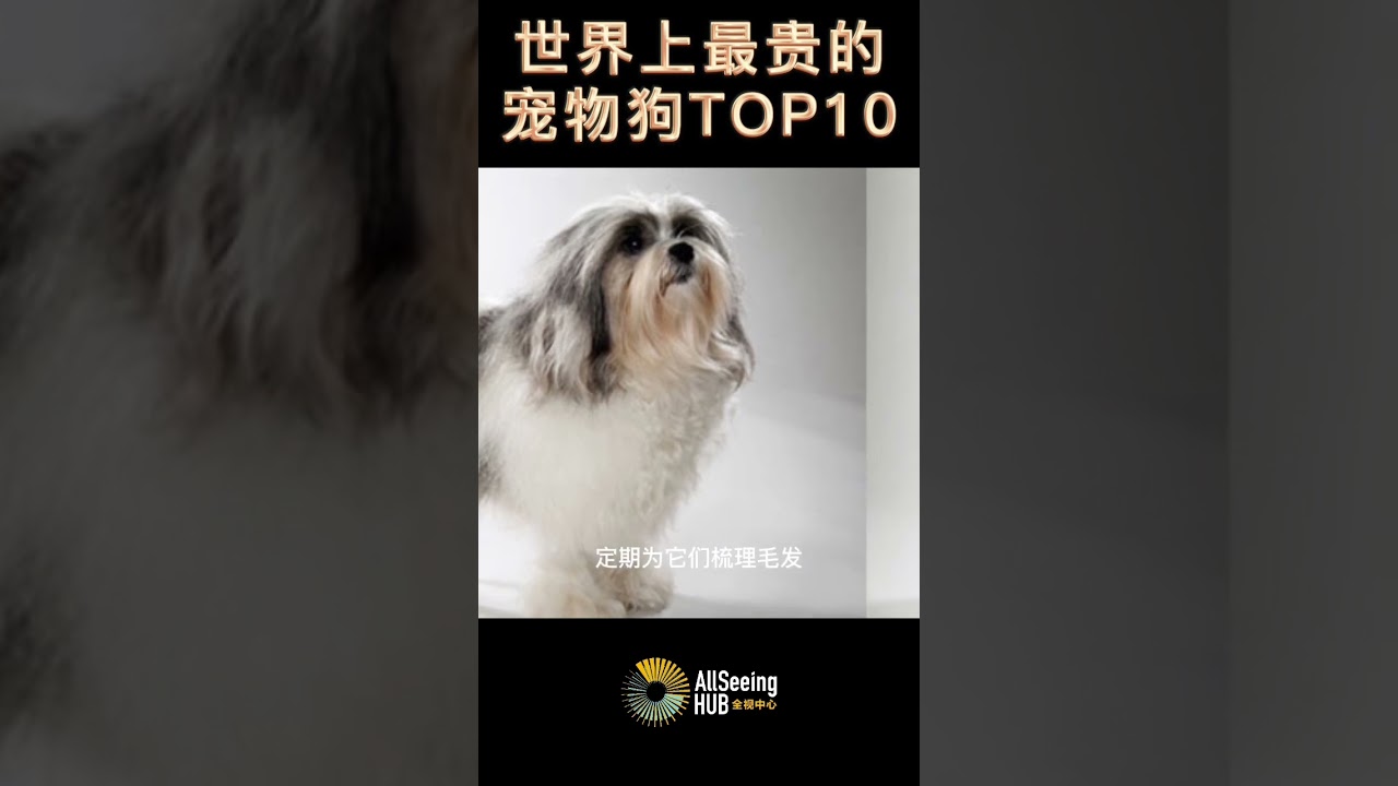 世界上最贵的宠物狗 TOP10 Lowchen 小狮子狗 3500至8000美元 L&ouml;wchen$3,500 to $8,000